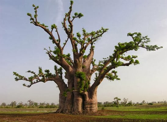 Resultado de imagem para flor do baobÃ¡